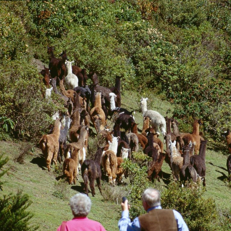 Frau Lydia Kraft und Herr Konrad Kraft beobachten eine Herde Alpakas in einer Hügellandschaft