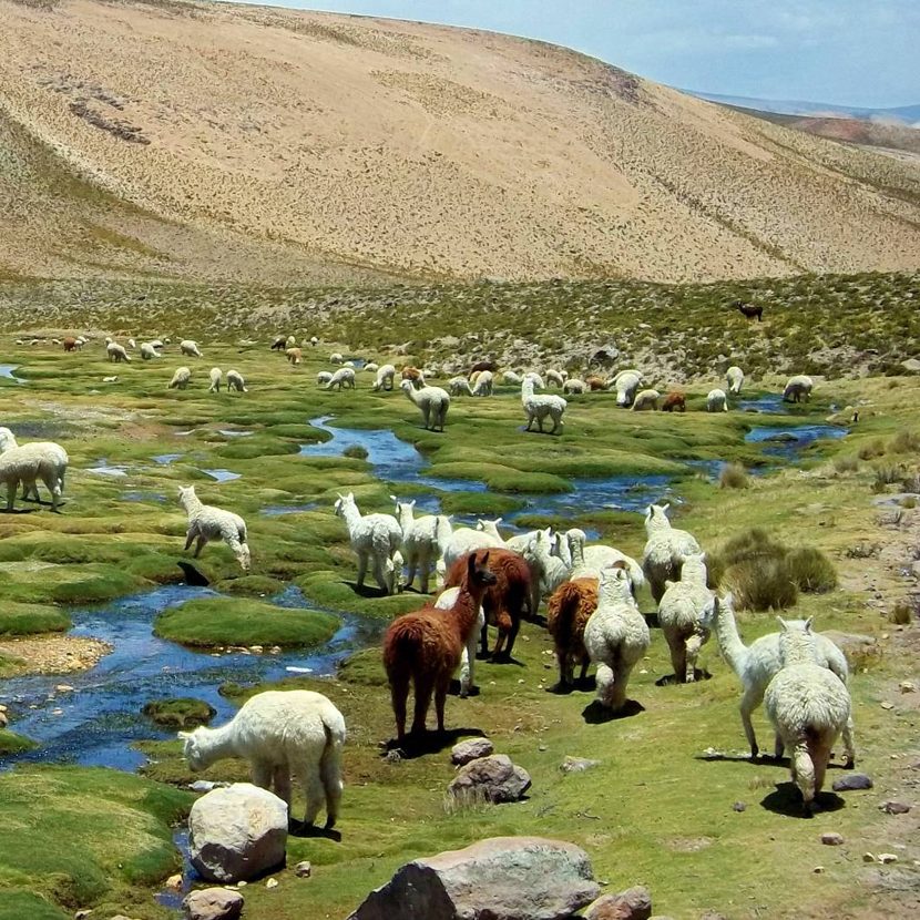 Eine Herde Alpakas überquert einen kleinen Fluss