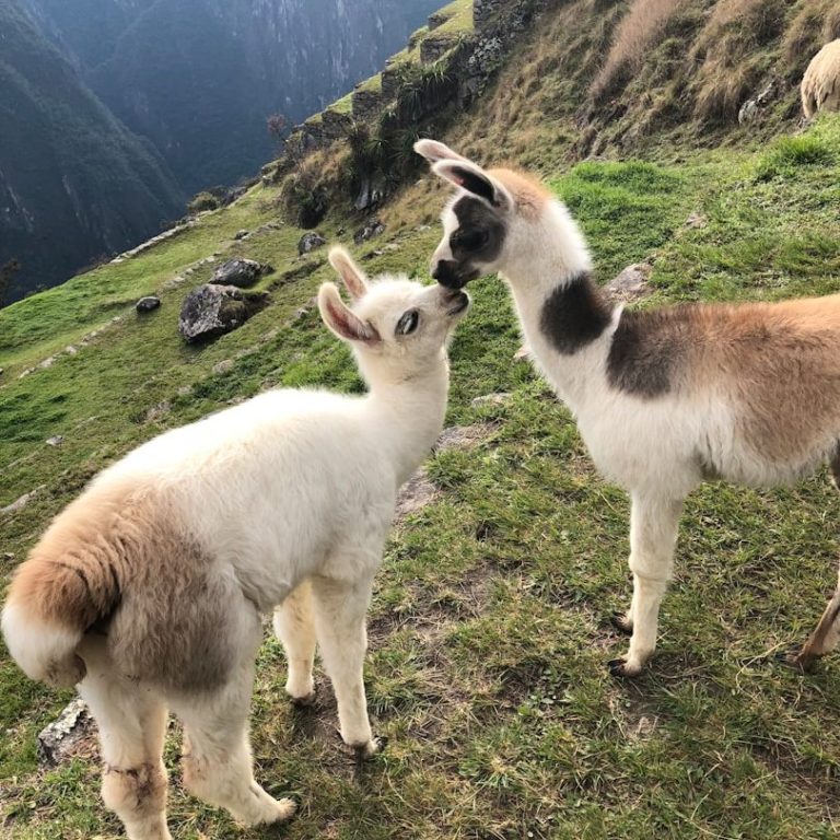 Zwei Lamas kuscheln auf einer Hügellandschaft