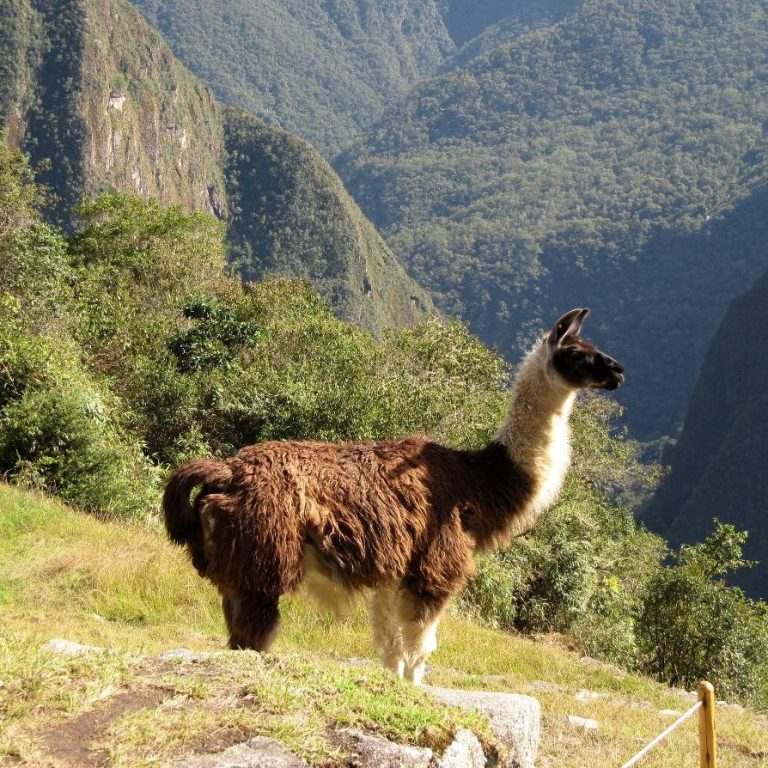 Ein Alpaka steht in einer Hügellandschaft und schaut in die Ferne